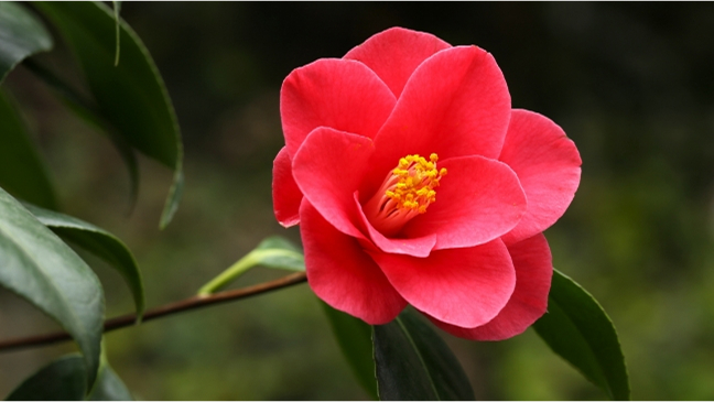 椿の花