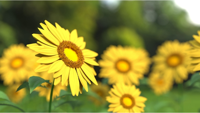 ひまわりの花
